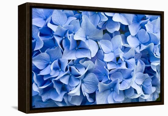 Hydrangea-dwph-Framed Premier Image Canvas