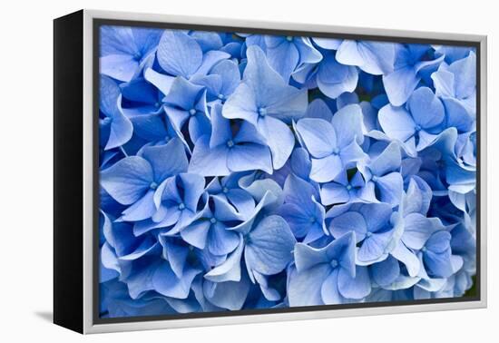 Hydrangea-dwph-Framed Premier Image Canvas