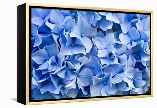 Hydrangea-dwph-Framed Premier Image Canvas