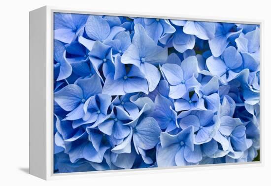 Hydrangea-dwph-Framed Premier Image Canvas