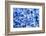 Hydrangea-dwph-Framed Photographic Print