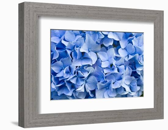 Hydrangea-dwph-Framed Photographic Print