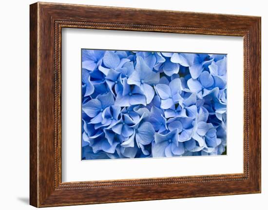 Hydrangea-dwph-Framed Photographic Print