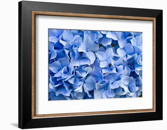 Hydrangea-dwph-Framed Photographic Print