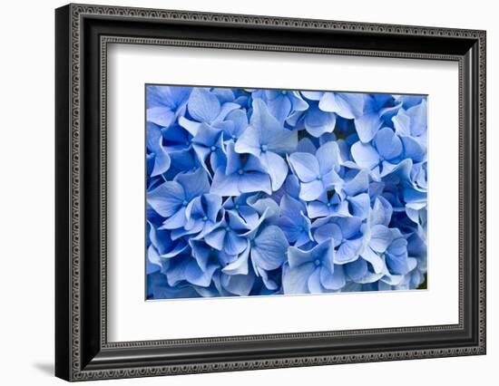 Hydrangea-dwph-Framed Photographic Print