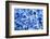 Hydrangea-dwph-Framed Photographic Print