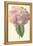 Hydrangea-Frederick Edward Hulme-Framed Premier Image Canvas