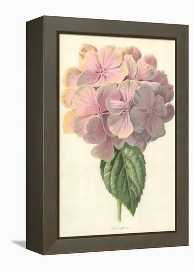 Hydrangea-Frederick Edward Hulme-Framed Premier Image Canvas