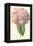 Hydrangea-Frederick Edward Hulme-Framed Premier Image Canvas