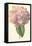 Hydrangea-Frederick Edward Hulme-Framed Premier Image Canvas