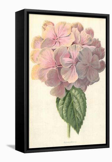 Hydrangea-Frederick Edward Hulme-Framed Premier Image Canvas