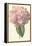 Hydrangea-Frederick Edward Hulme-Framed Premier Image Canvas