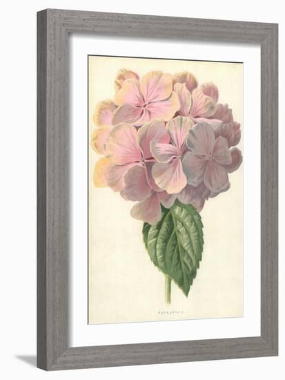 Hydrangea-Frederick Edward Hulme-Framed Giclee Print