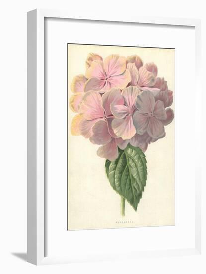 Hydrangea-Frederick Edward Hulme-Framed Giclee Print