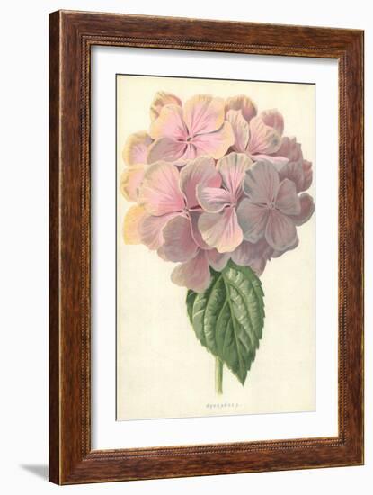 Hydrangea-Frederick Edward Hulme-Framed Giclee Print