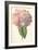 Hydrangea-Frederick Edward Hulme-Framed Giclee Print