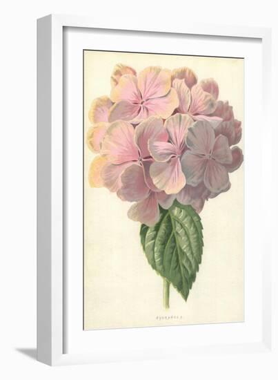 Hydrangea-Frederick Edward Hulme-Framed Giclee Print