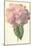 Hydrangea-Frederick Edward Hulme-Mounted Giclee Print