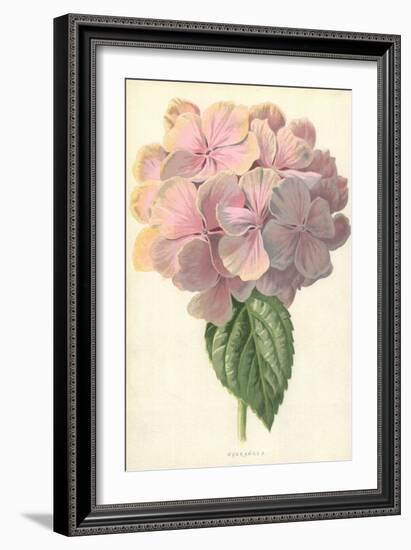 Hydrangea-Frederick Edward Hulme-Framed Giclee Print