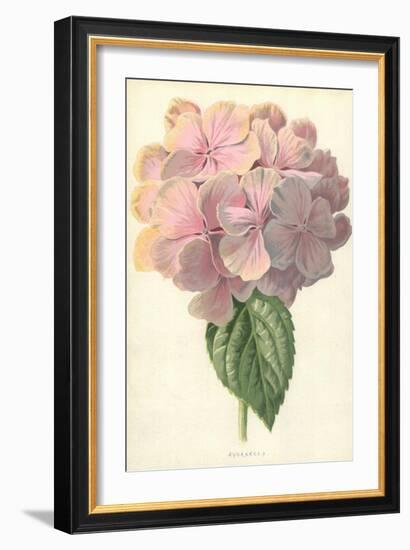 Hydrangea-Frederick Edward Hulme-Framed Giclee Print