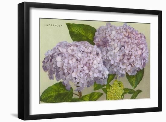 Hydrangea-null-Framed Art Print