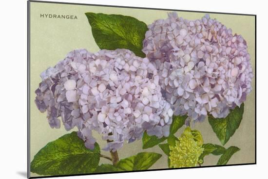 Hydrangea-null-Mounted Art Print