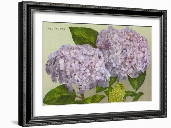 Hydrangea-null-Framed Art Print