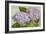 Hydrangea-null-Framed Art Print