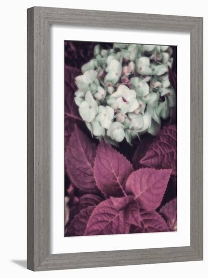 Hydrangea-Mindy Sommers-Framed Giclee Print