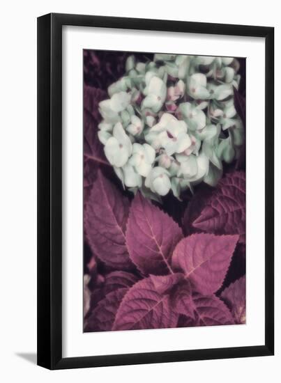 Hydrangea-Mindy Sommers-Framed Giclee Print