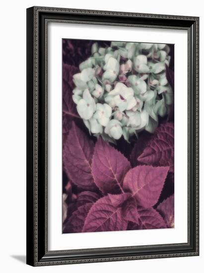 Hydrangea-Mindy Sommers-Framed Giclee Print
