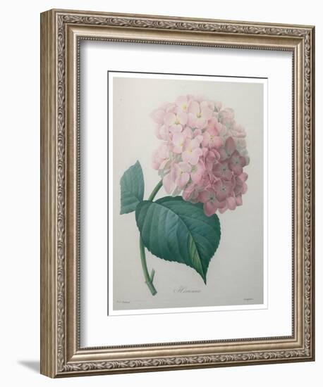 Hydrangea-Pierre-Joseph Redoute-Framed Art Print