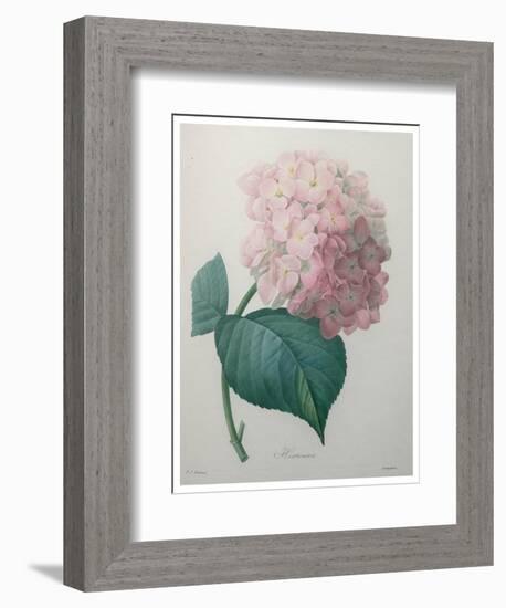 Hydrangea-Pierre-Joseph Redoute-Framed Art Print