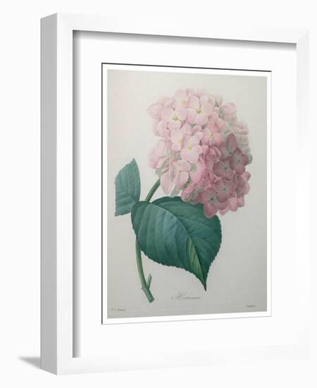 Hydrangea-Pierre-Joseph Redoute-Framed Art Print