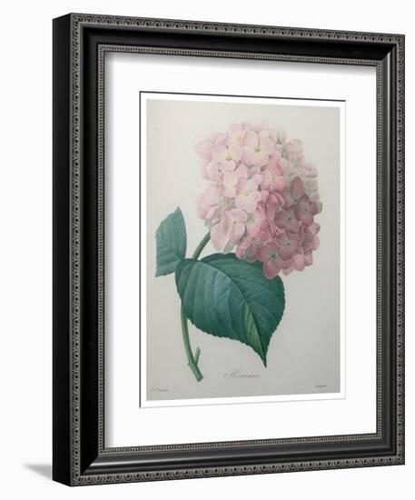 Hydrangea-Pierre-Joseph Redoute-Framed Art Print