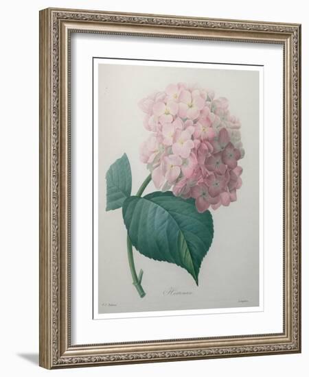 Hydrangea-Pierre-Joseph Redoute-Framed Art Print