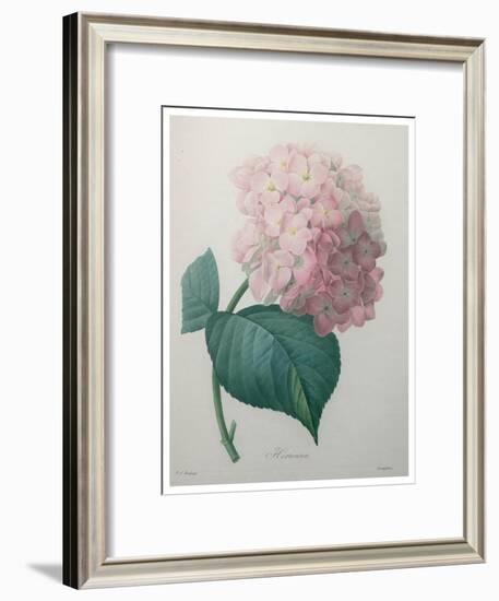 Hydrangea-Pierre-Joseph Redoute-Framed Art Print