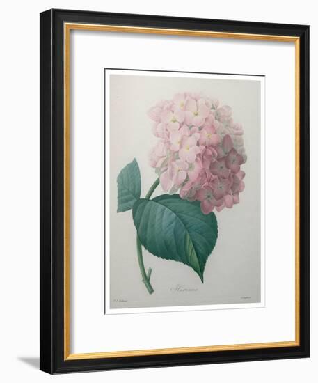 Hydrangea-Pierre-Joseph Redoute-Framed Art Print