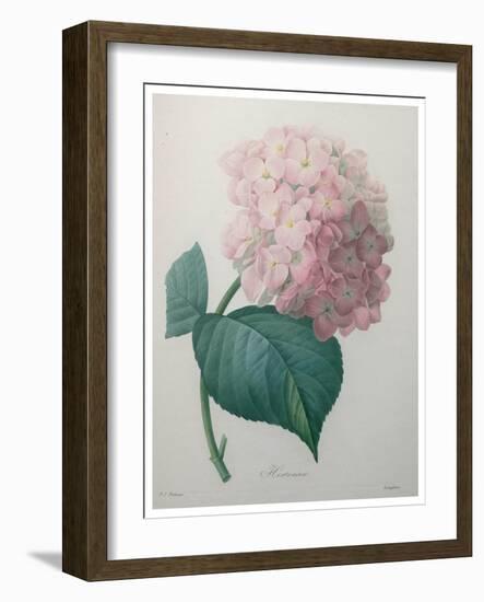 Hydrangea-Pierre-Joseph Redoute-Framed Art Print