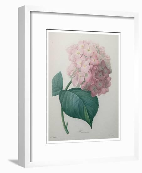 Hydrangea-Pierre-Joseph Redoute-Framed Art Print