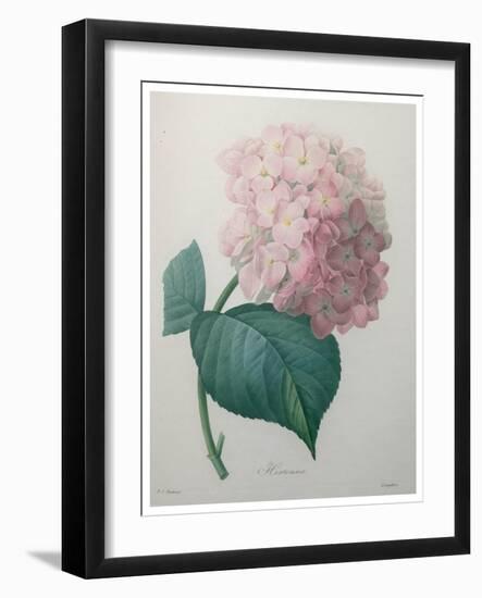 Hydrangea-Pierre-Joseph Redoute-Framed Art Print