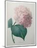 Hydrangea-Pierre-Joseph Redoute-Mounted Art Print