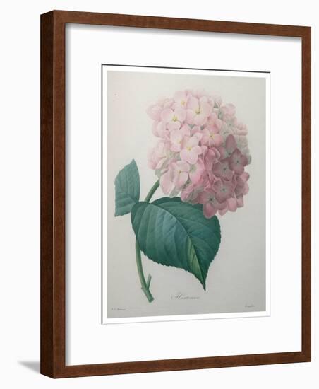 Hydrangea-Pierre-Joseph Redoute-Framed Art Print