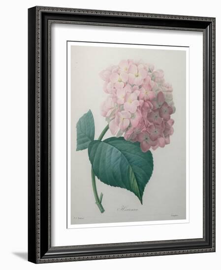 Hydrangea-Pierre-Joseph Redoute-Framed Art Print