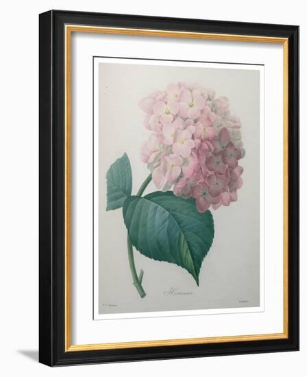 Hydrangea-Pierre-Joseph Redoute-Framed Art Print