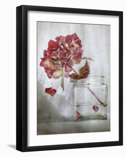 Hydrangea-Mandy Disher-Framed Photographic Print