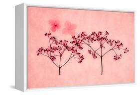 Hydrangea-Graeme Harris-Framed Premier Image Canvas
