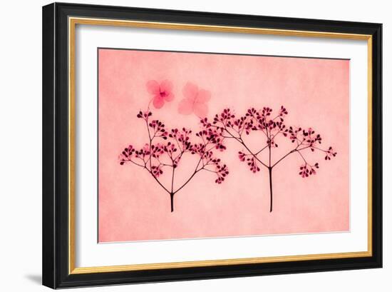 Hydrangea-Graeme Harris-Framed Giclee Print