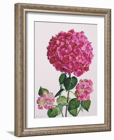 Hydrangea-Christopher Ryland-Framed Giclee Print