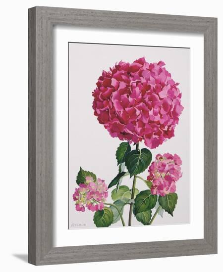 Hydrangea-Christopher Ryland-Framed Giclee Print